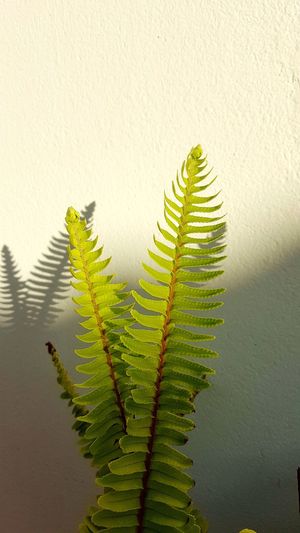 Close-up of fern leaves against wall