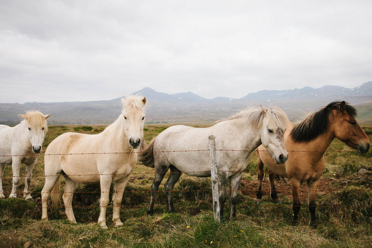 Horses in a pasture