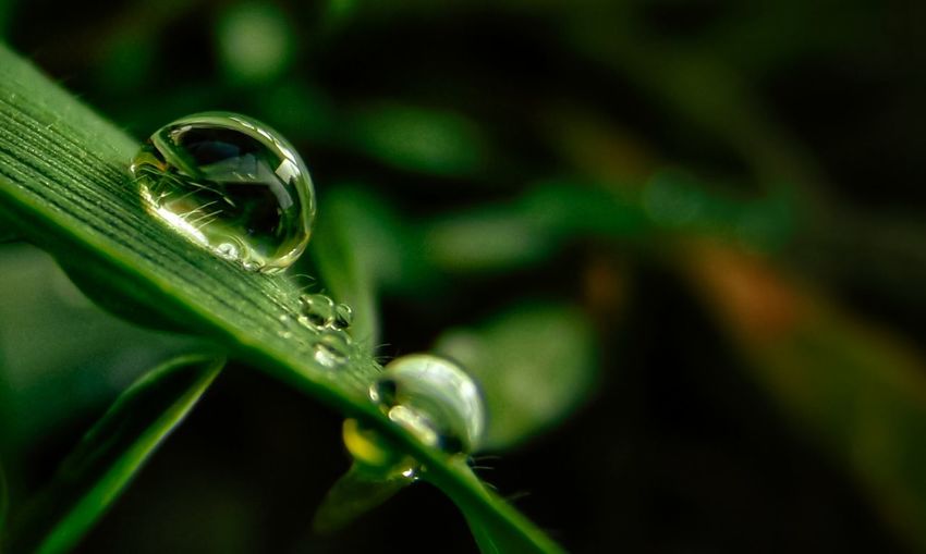 Close-up of raindrops on leaf