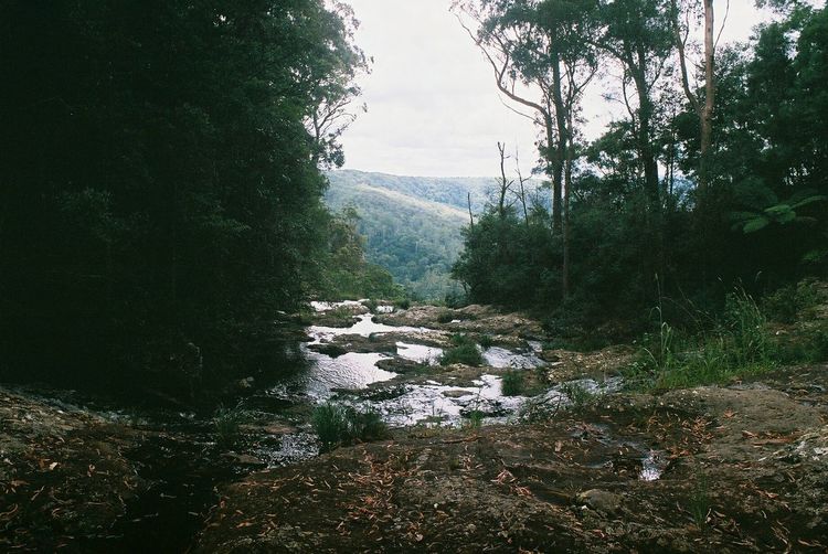 Scenic view of forest against sky