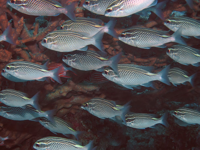 Full frame shot of fish