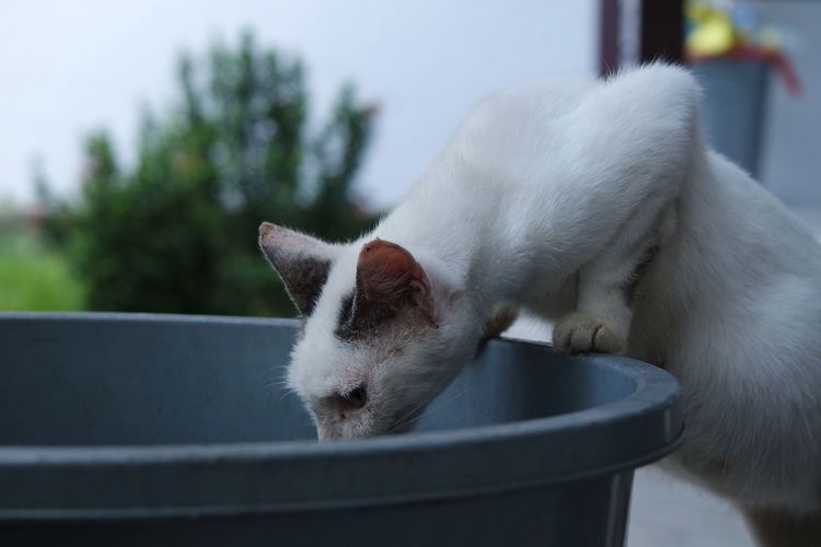 Cat drinking water from bucket outdoors