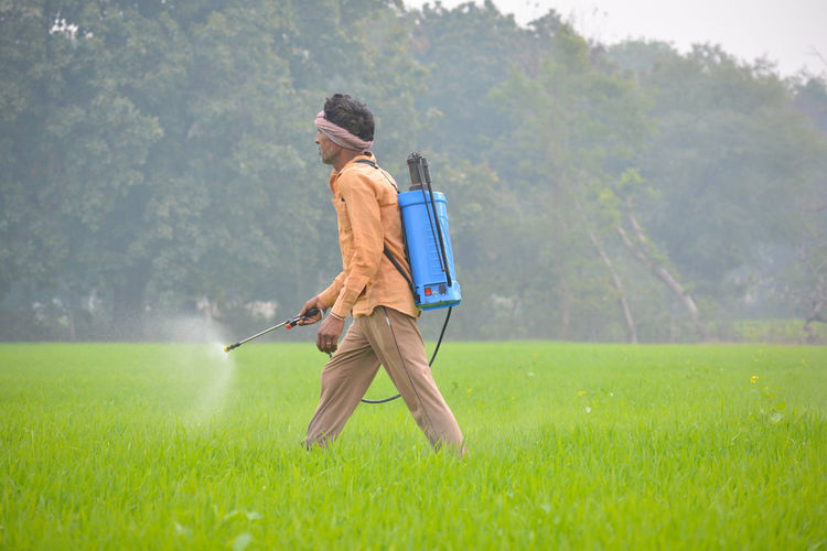 Indian farmer spraying fertilizer in his wheat field