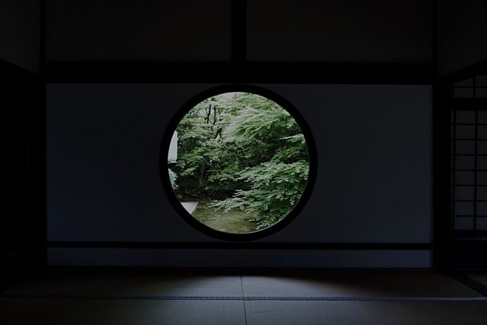 Trees in forest seen through circular window