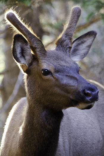 Close-up of elk