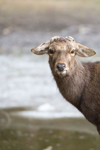 Portrait of an deer