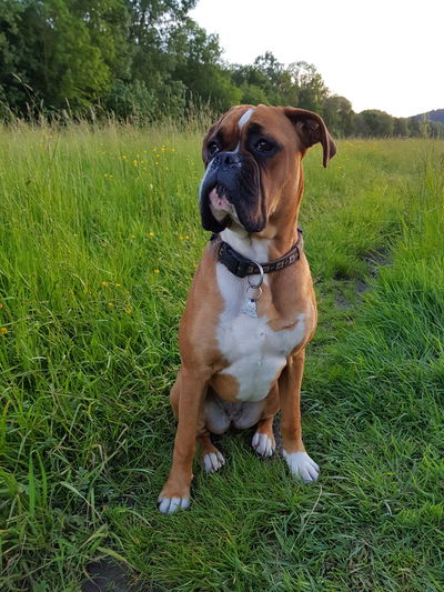 Dog sitting on grass