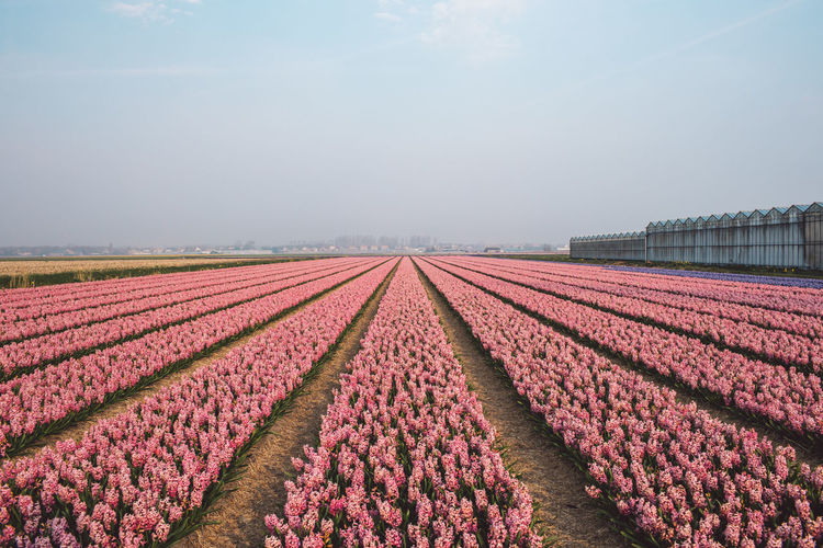 Red flowering plants on field against sky