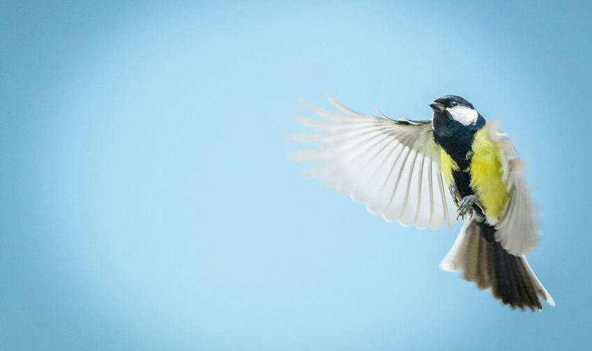 Low angle view of great tit flying against clear sky