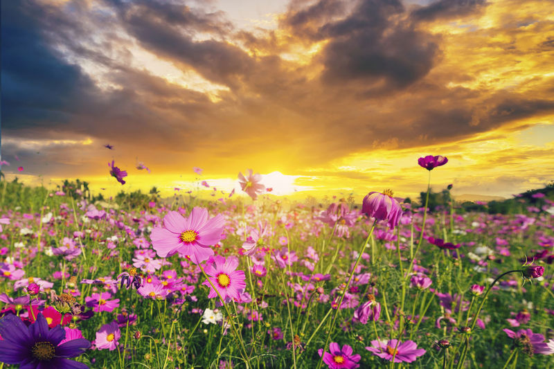 Close-up of flowers blooming on field against sky during sunset