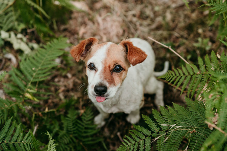 Cute jack russell dog with tongue out sitting in forest among fern green leaves. nature and pets