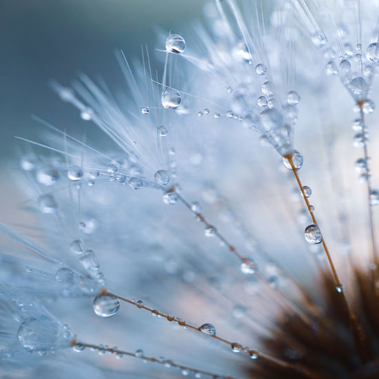 Raindrops on the dandelion seed , rainy days in spring