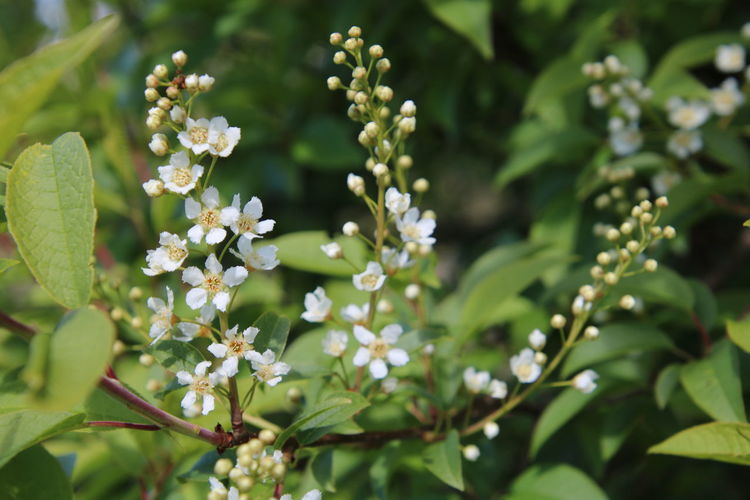 The scent of white flowering bird cherry tree