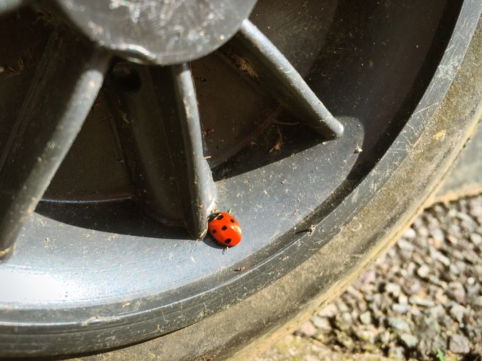 Close-up of ladybug on car wheel
