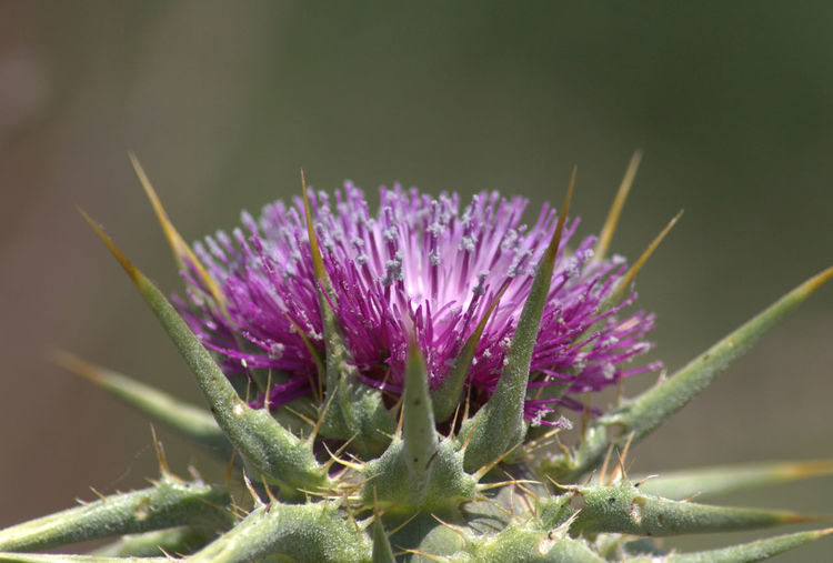 Close-up of purple thistle