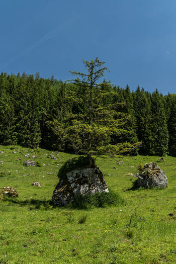 Plants and trees on field in forest against sky