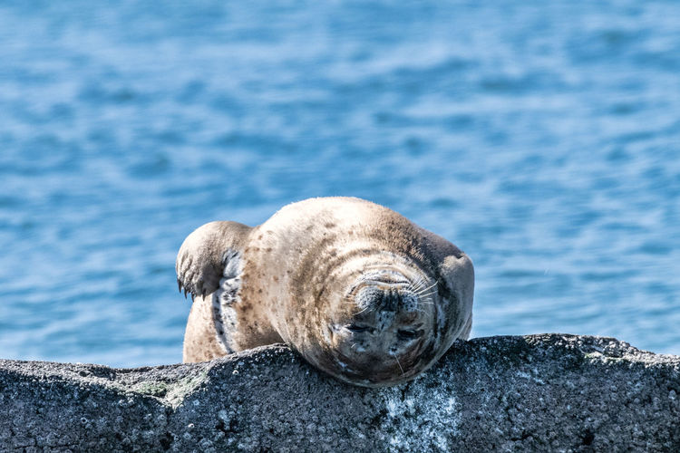 Harbor seal power nap