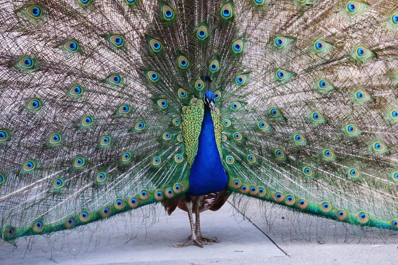 Peacock with feathers fanned out on field