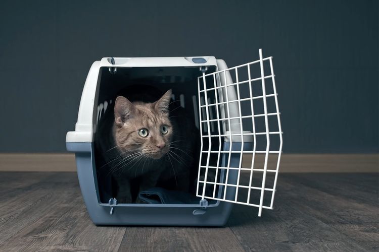 Cat relaxing in cage on floorboard