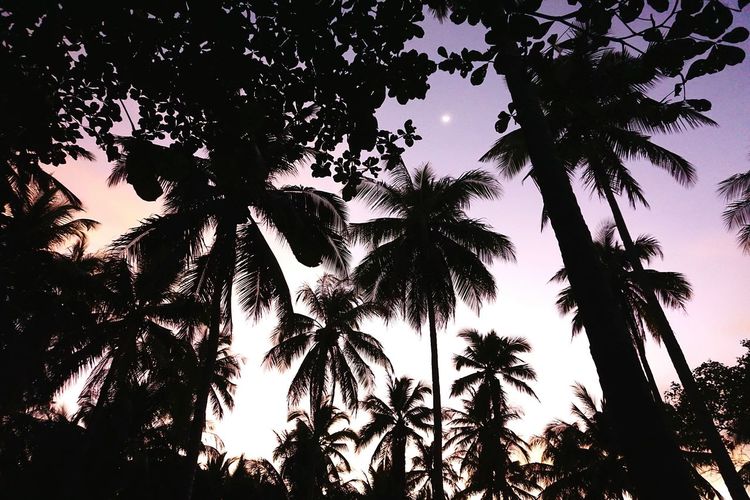 Low angle view of trees against sky