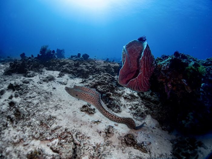 Moray eel swimming free