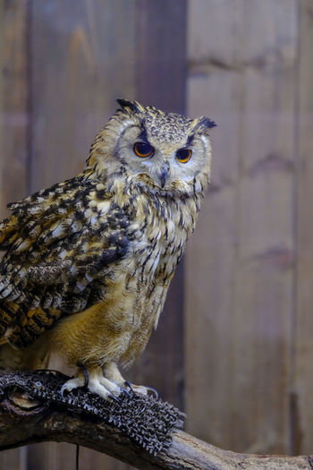 Close-up portrait of owl perching outdoors
