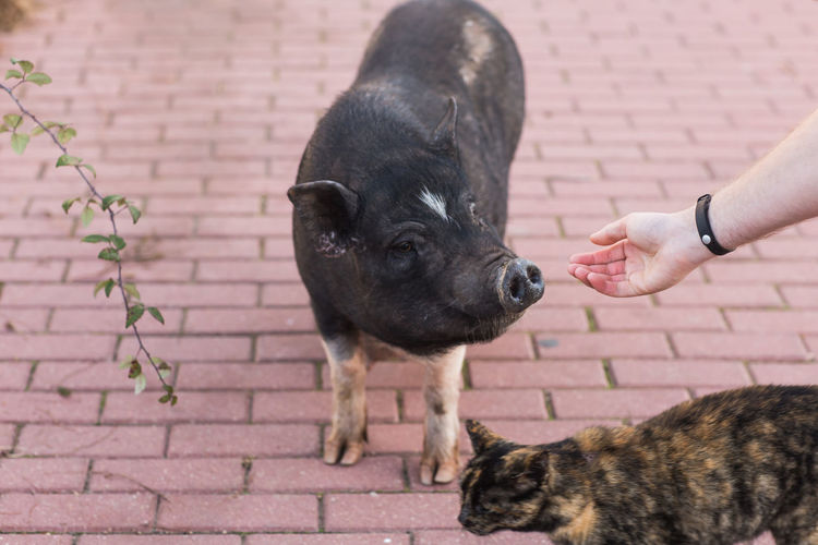 Close-up of hand holding dog against wall