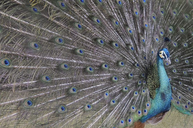 Close-up of peacock with feathers fanned out