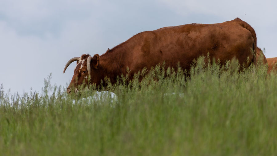 Cows on field against sky
