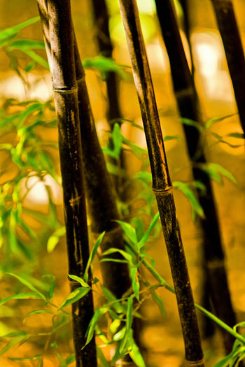 Close-up of bamboo plant on field