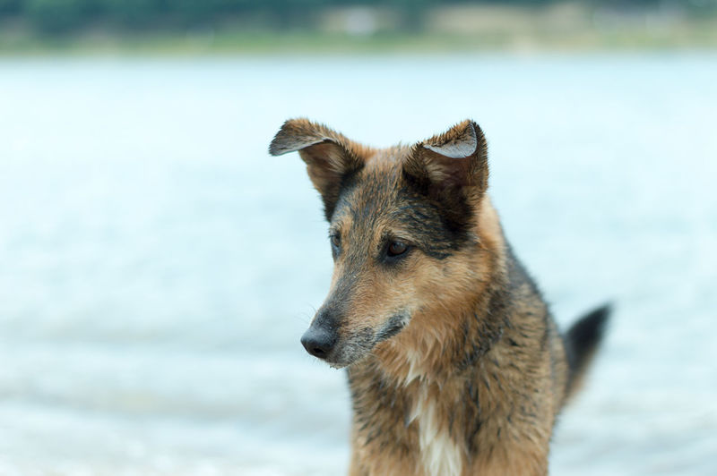 Close-up portrait of dog against sea