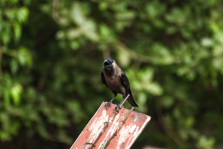 Close-up of perched crow