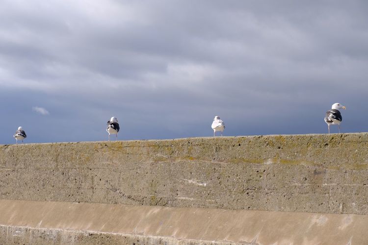 Birds perching on retaining wall against sky