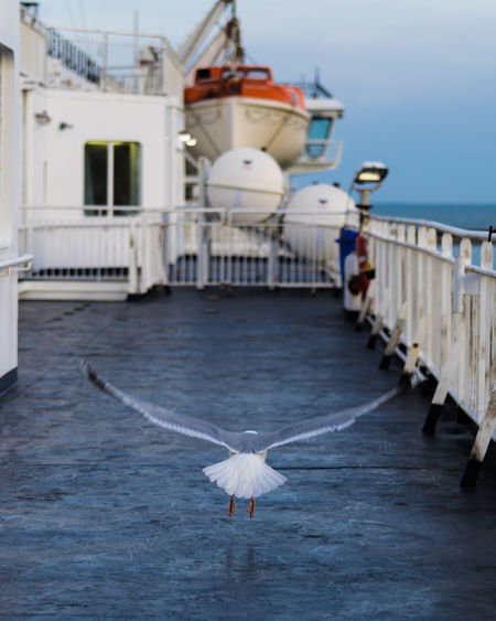 Seagull flying over a building