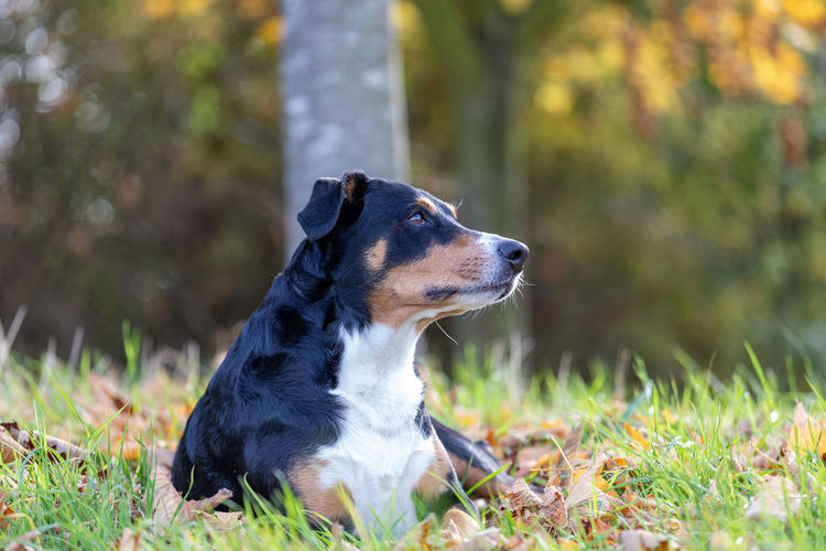 Breed dog with autumn leaves looking up, appenzeller sennenhund