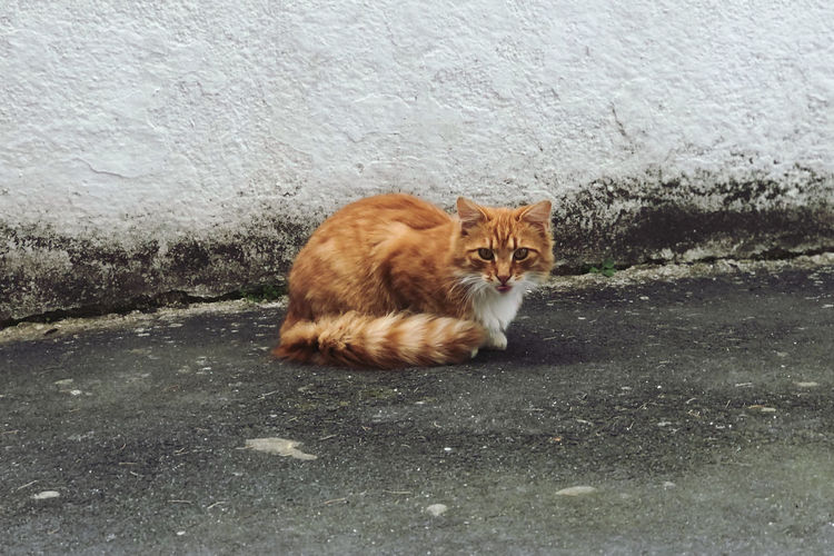 Portrait of a cat lying on road