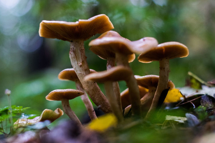Close-up of mushrooms growing outdoors