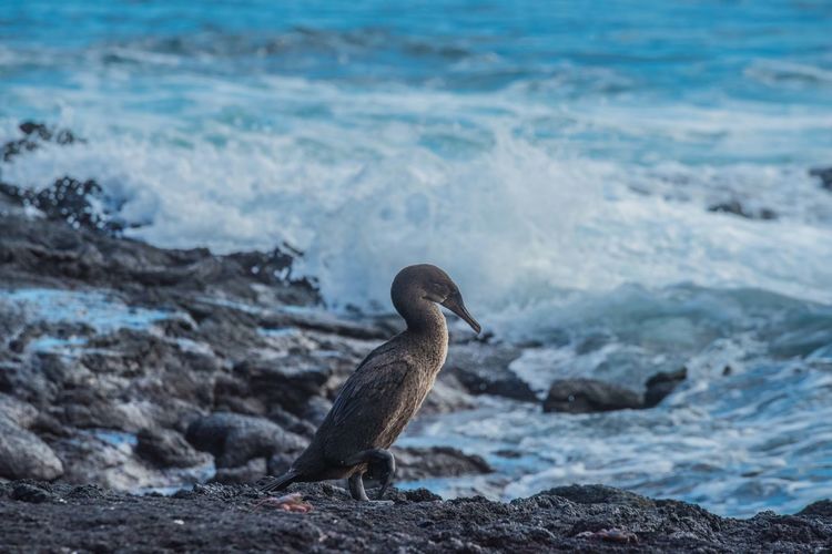 Cormorant on rock at beach