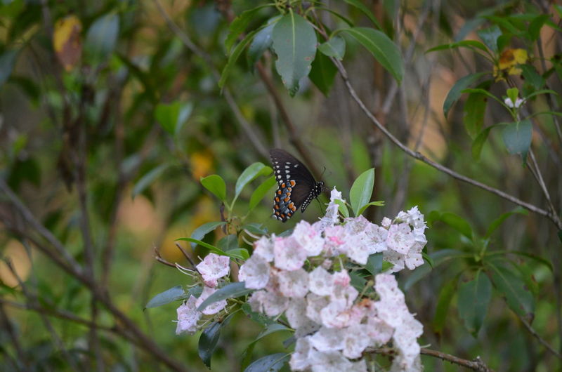 Black swallowtail on mountain laurel blooms