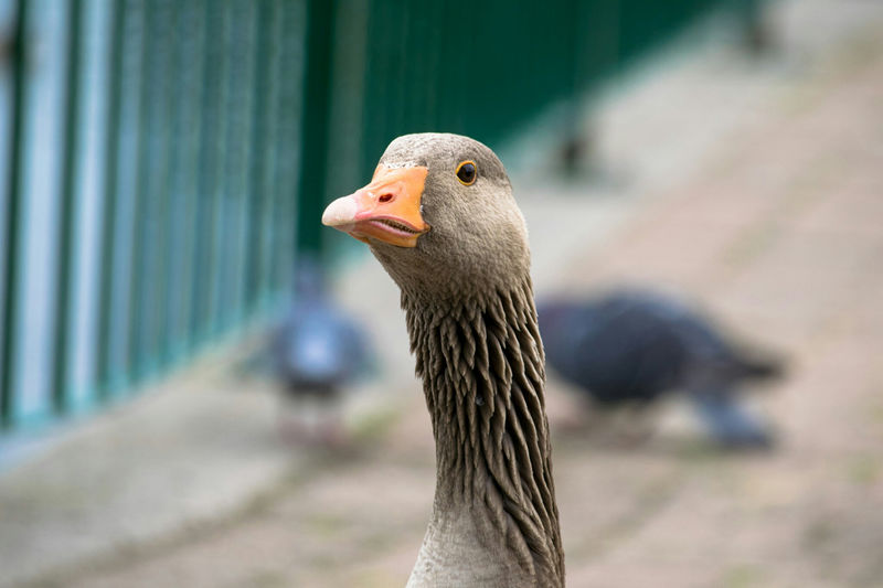 Close-up of goose