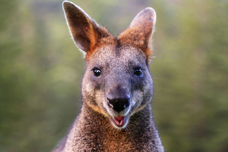 Close-up portrait of wallaby