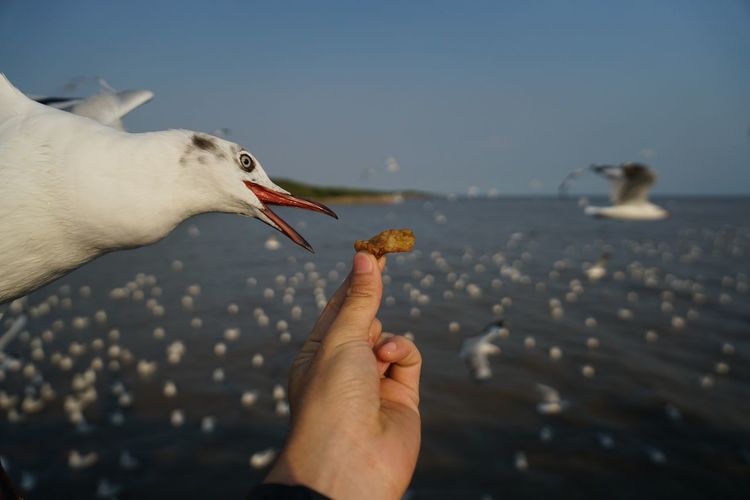 Cropped image of hand holding seagull against sky