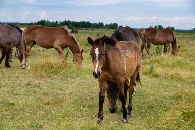 Horses heavyweights walking in nature