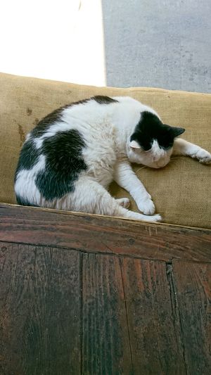 Close-up of cat sleeping