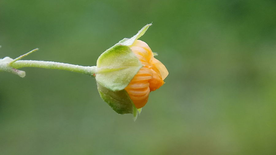 Close-up of orange flower on plant