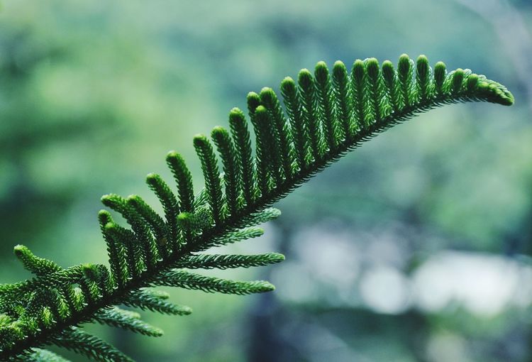 Close-up of tree branch