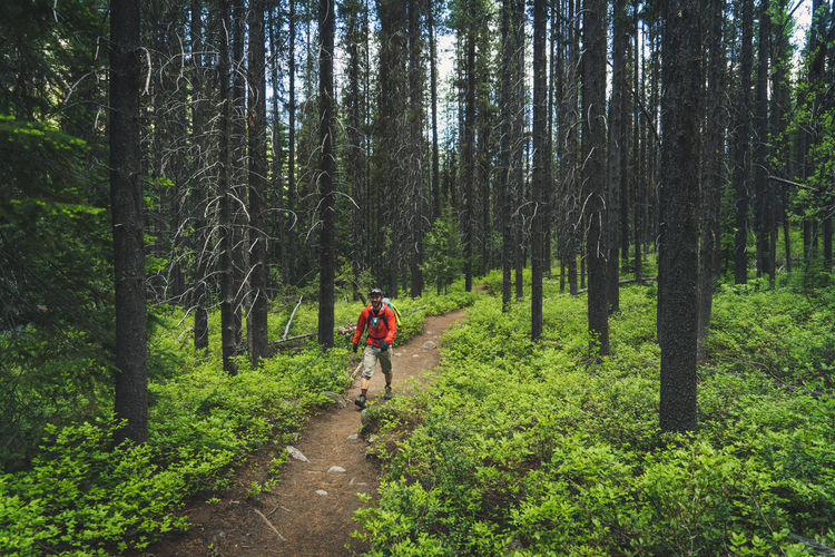 Backpacking man walking through green evergreen forest