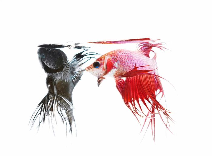 Close-up of siamese fighting fishes against white background