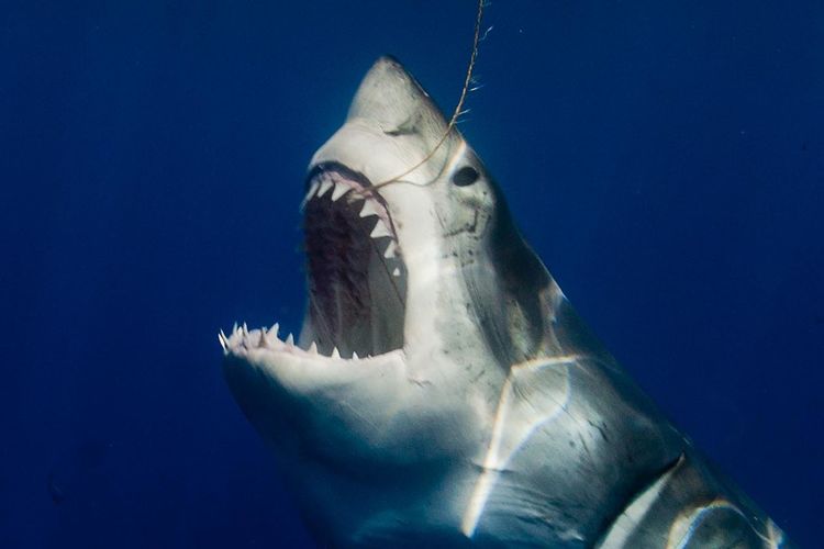 Close-up of shark undersea