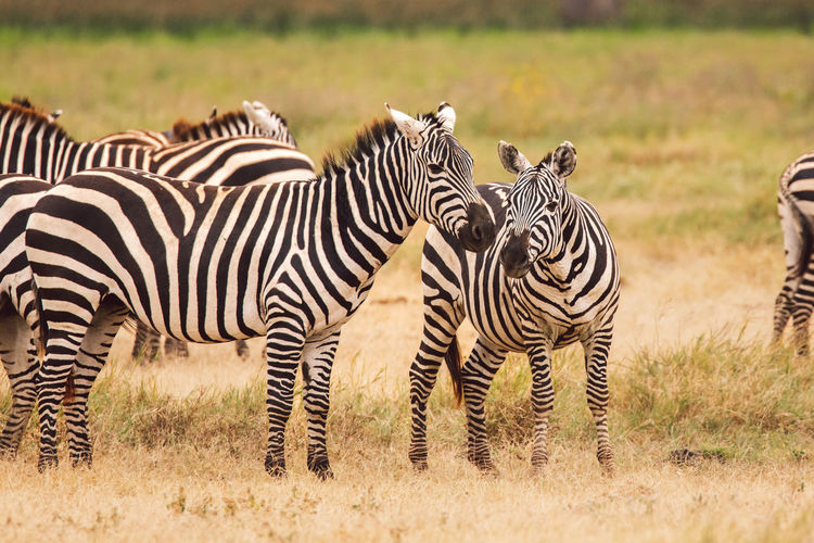 Zebra standing on field